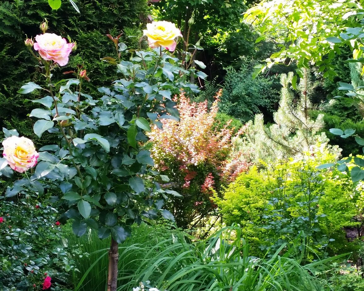 Проект Горки 2